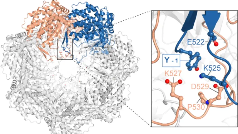 Mitochondriale Proteinkomplexe: Eine einzige Aminosäure kann ihre Stabilität gefährden Bild: Mitochondriale Proteinkomplexe: Eine einzige Aminosäure kann ihre Stabilität gefährden
