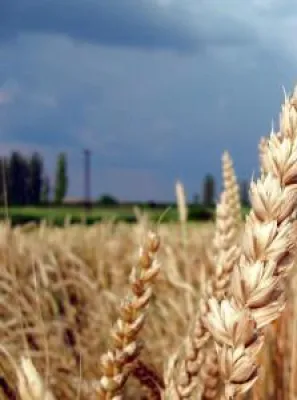 Bild: Futures - Entwicklung von Weizen (ZWZ8)