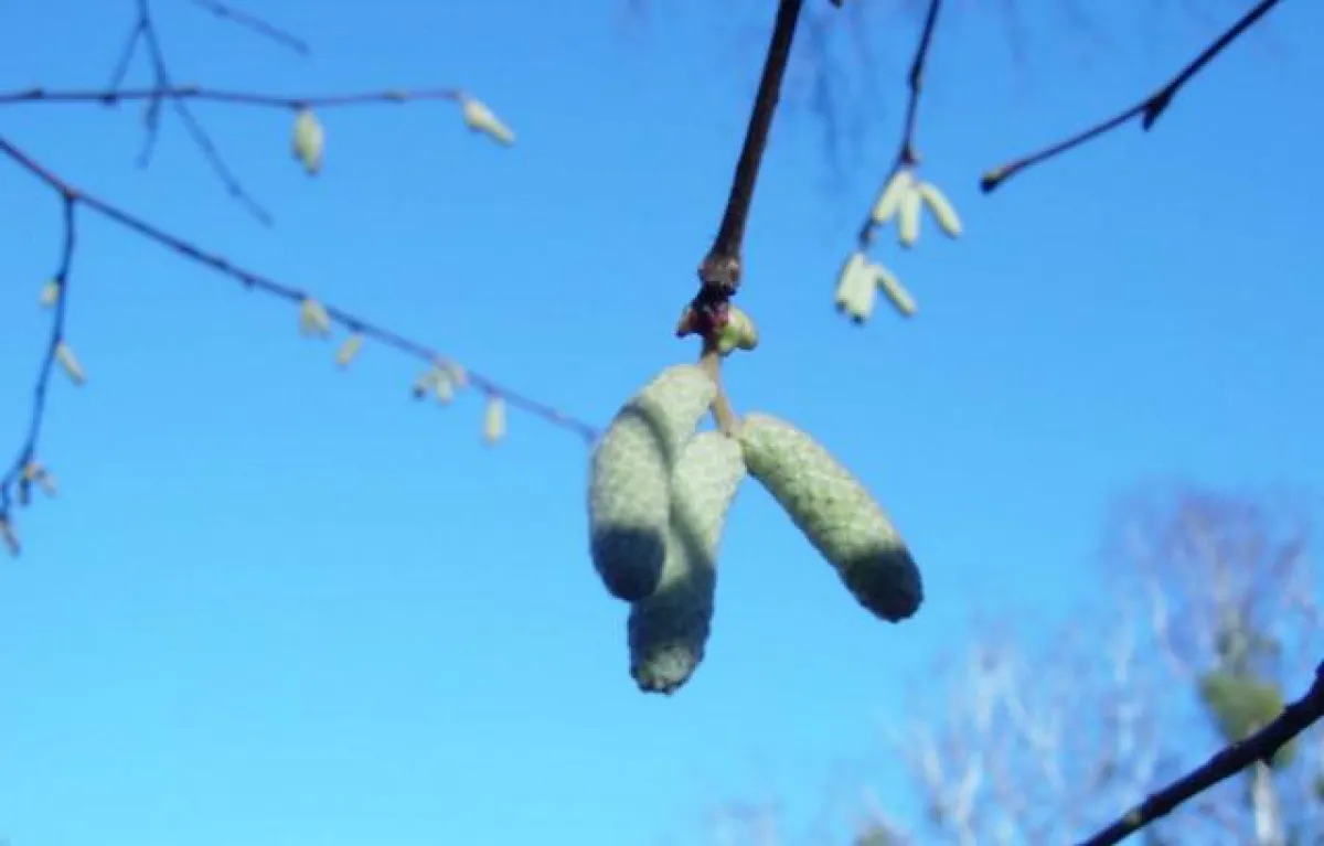 Die Birkenpollensaison dauert voraussichtlich von Ende April bis Ende Mai.
