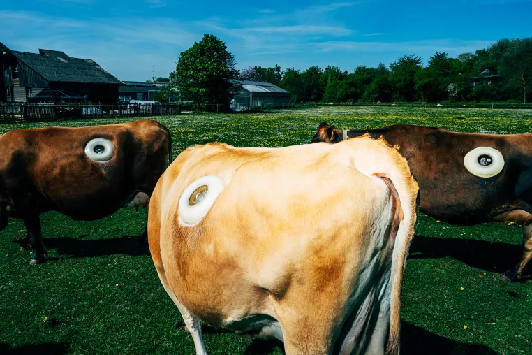 Dreifache Auszeichnung: Ausstellungs- & Dialogprojekt „Point of Kuh“ gilt als vorbildlich Bild: Dreifache Auszeichnung: Ausstellungs- & Dialogprojekt „Point of Kuh“ gilt als vorbildlich