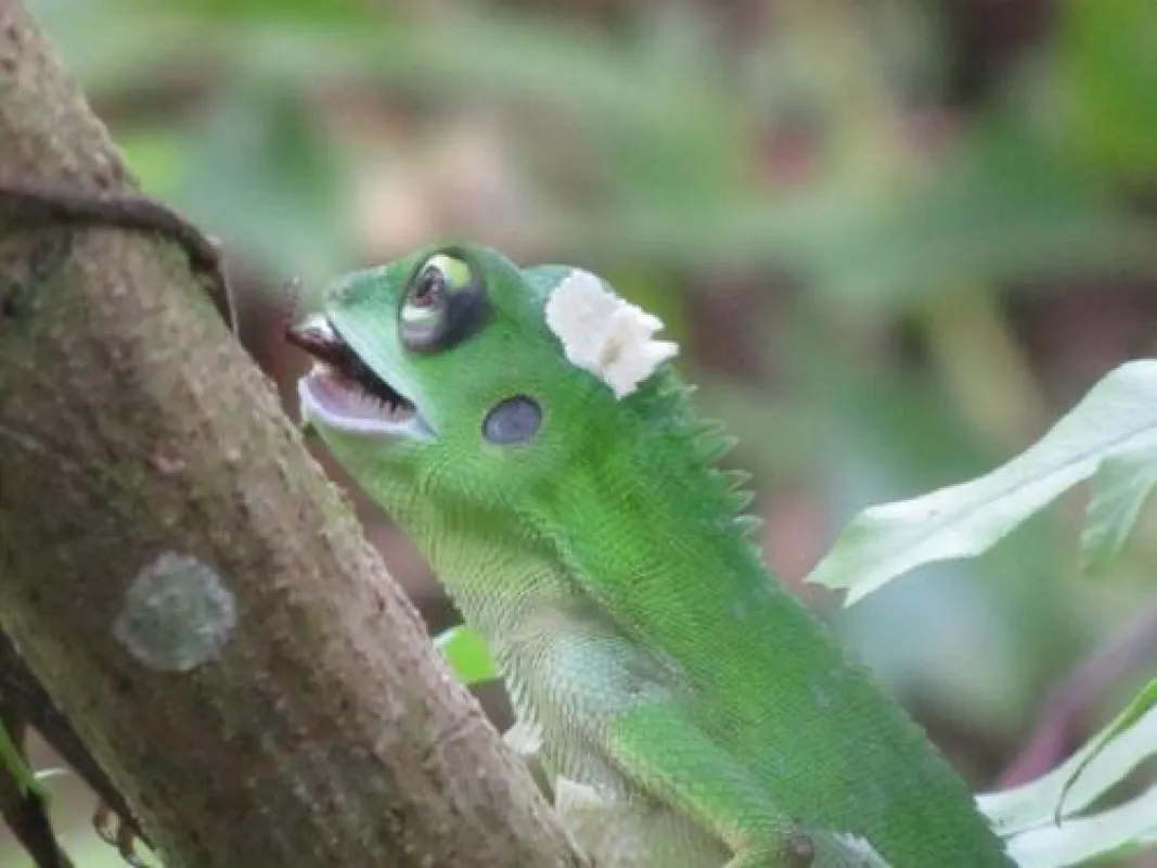 Borneo Chamäleon