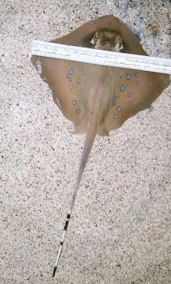 Bild: Zuchterfolg: Nachwuchs bei den Blaupunktrochen im SEA LIFE Hannover