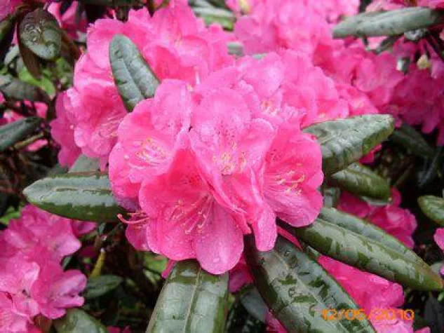 Bild: Neue Rhododendronsorten - leicht zu pflegen und besonders schön in der der Blütezeit