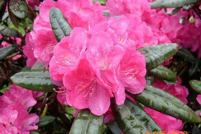 Neue Rhododendronsorten - leicht zu pflegen und besonders schön in der der Blütezeit Bild: Neue Rhododendronsorten - leicht zu pflegen und besonders schön in der der Blütezeit