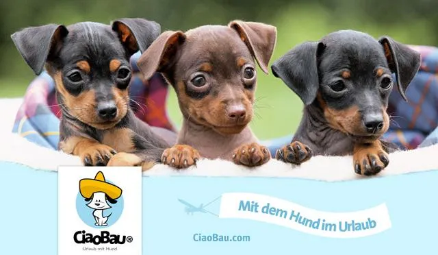CiaoBau ist die erste Reisecommunity für Hundefreunde Bild: CiaoBau ist die erste Reisecommunity für Hundefreunde