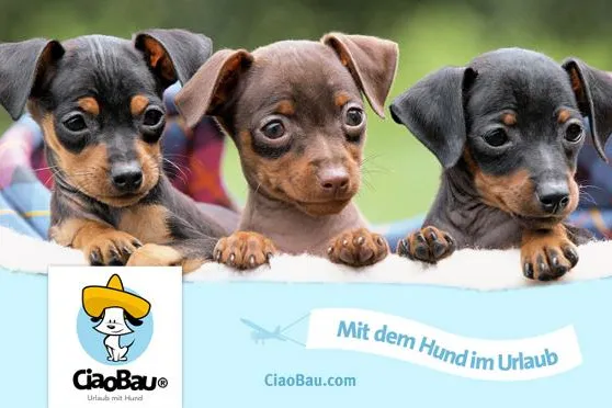 Bild: CiaoBau ist die erste Reisecommunity für Hundefreunde