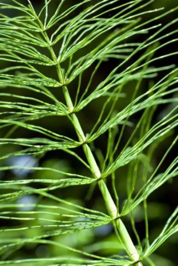 Ackerschachtelhalm - wasserlösliche Kieselsäure