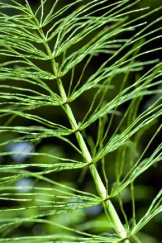 Bild: Nährstoffexperte Dr. Feil durch Untersuchungen der ARD bestätigt