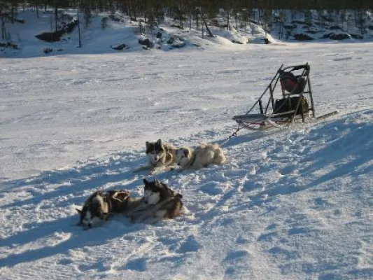 Auf Kufen durch Lapplands Winter Bild: Auf Kufen durch Lapplands Winter