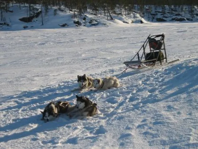 Bild: Auf Kufen durch Lapplands Winter