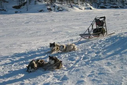 Auf Kufen durch Lapplands Winter Bild: Auf Kufen durch Lapplands Winter