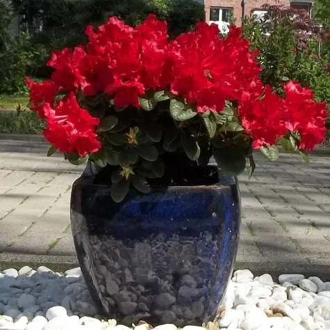 Bild: Strafanzeige zur Beleidigung von Renate Künast