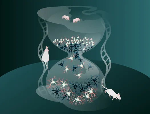 Bild: Hemmende Nervenzellen im Gehirn holen ihren Reifungs-Rückstand auf