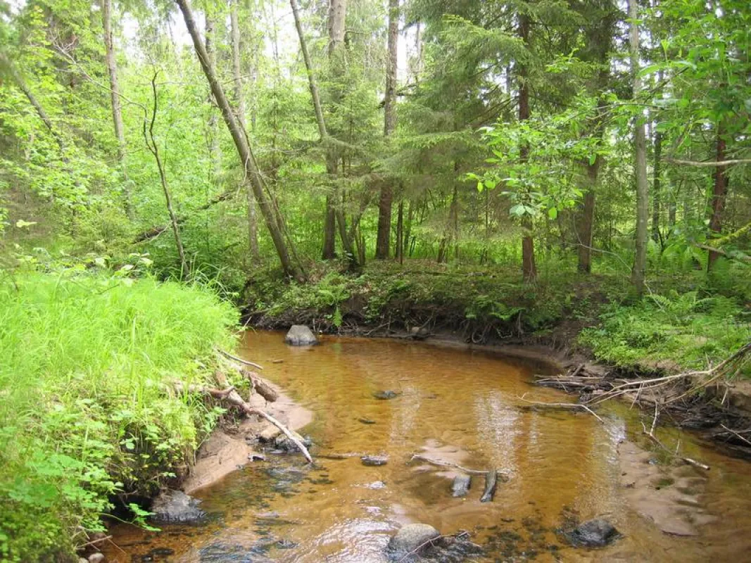 The silting of rivers and streams leads to problems for fish, mussels, and other aquatic organisms. ((Photo: TUM/J. Geist))