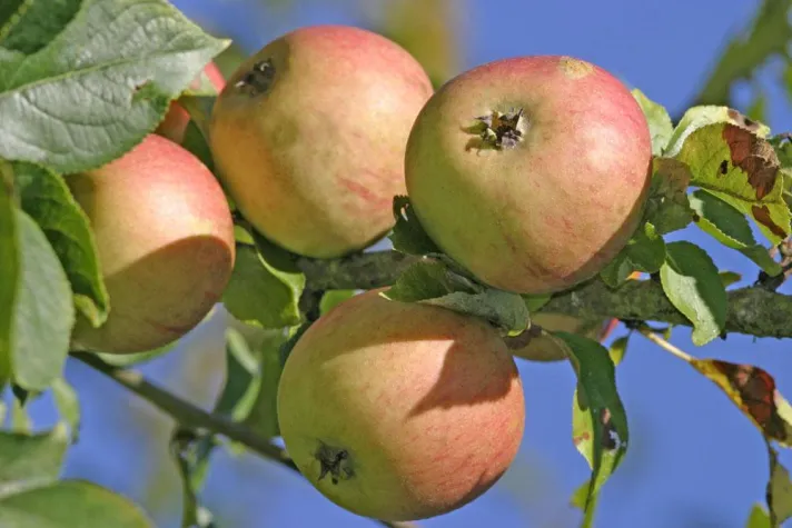 Bild: Alte Apfelsorten im Garten