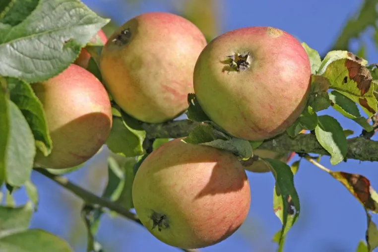 Alte Apfelsorten im Garten Bild: Alte Apfelsorten im Garten