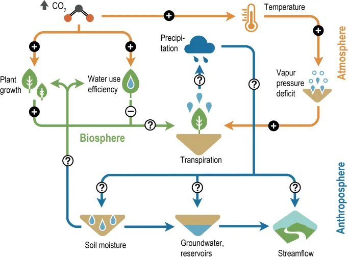 Bild: Wie steigt die Wassernutzungseffizienz von Bäumen mit dem CO2-Gehalt der Atmosphäre?