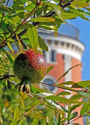„…der seine Frucht bringt zu seiner Zeit“ Bild: „…der seine Frucht bringt zu seiner Zeit“
