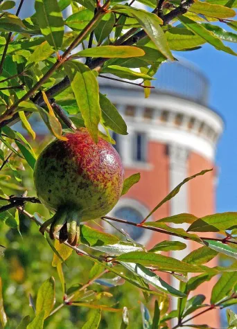 „…der seine Frucht bringt zu seiner Zeit“ Bild: „…der seine Frucht bringt zu seiner Zeit“