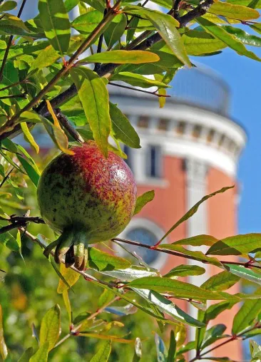 „…der seine Frucht bringt zu seiner Zeit“ Bild: „…der seine Frucht bringt zu seiner Zeit“