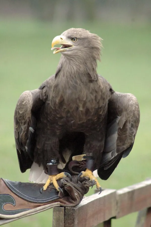 Faszination Greifvögel - im Wildpark Eekholt dreht sich alles um die Könige der Lüfte.