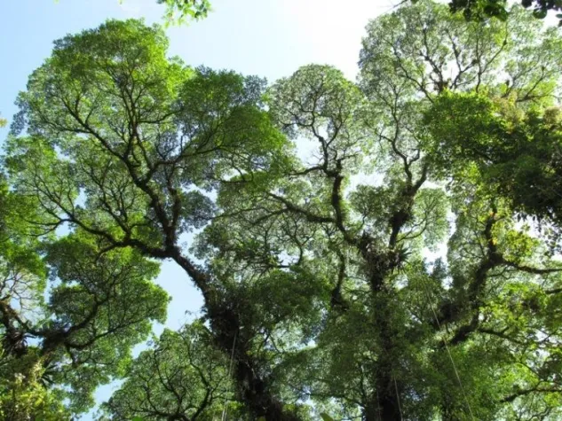 Bild: Nachhaltige Geldanlage: Edelholz ist besser als Edelmetall