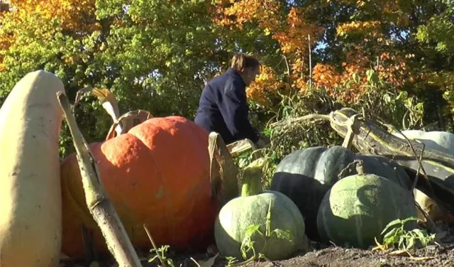 Bild: Großstadt pflanzen. Film über Gemeinschaftsgärten in Mailand und Berlin - erstmals in Düsseldorf gezeigt