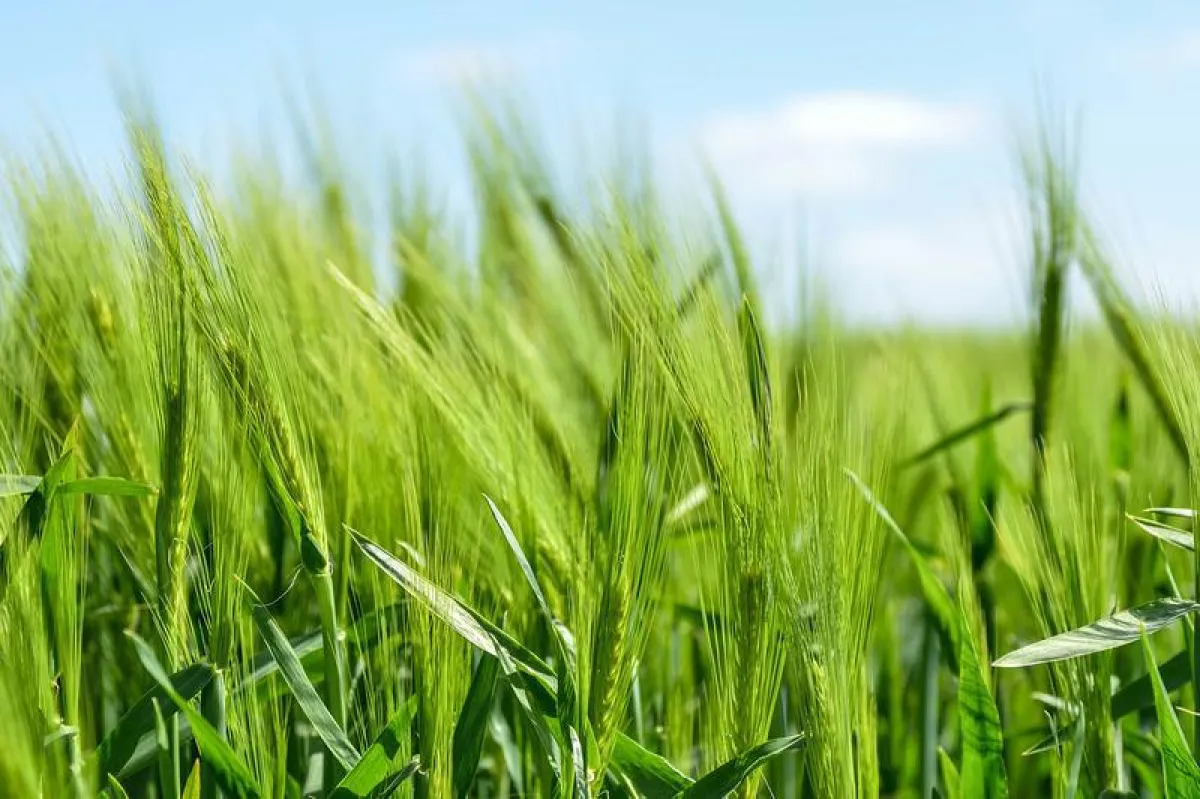 Anhand der Farbe können die Forschenden den Stickstoffgehalt bestimmen. (CCO Creative Commons)