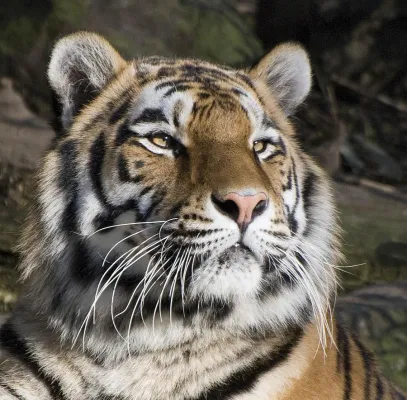 Bild: Zusatztermin für das 1-tägige Fotoseminar "Tierfotografie" im Tierpark Hagenbeck