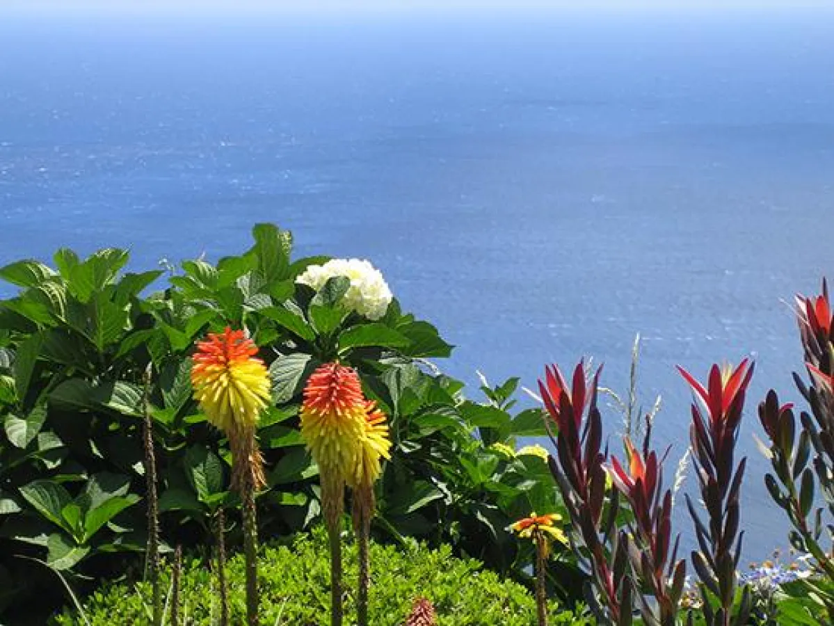 Mildes Klima und subtropische Pflanzenwelt in Cornwall: Fackel-Lilien an der