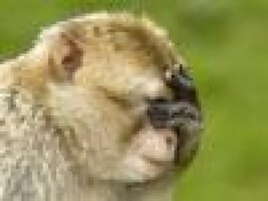 Bild: Tierfotografie im NaturZoo Rheine - Fotokurs für Einsteiger