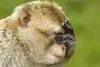 Bild: Tierfotografie im NaturZoo Rheine - Fotokurs für Einsteiger