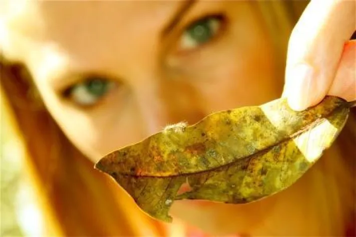 83. Tier: Kleine Raupe Nimmersatt im Großstadtdschungel Bild: 83. Tier: Kleine Raupe Nimmersatt im Großstadtdschungel