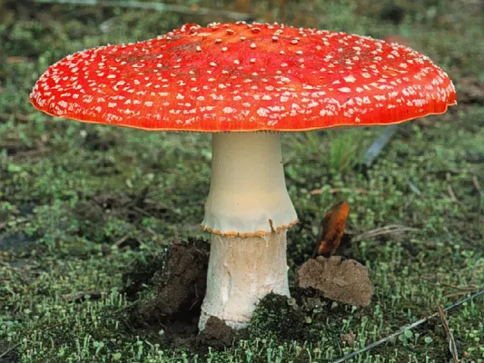 Bild: Pilze sind das zweitgrößte Organismenreich der Erde / Studie schätzt 2,2 bis 3,8 Millionen Arten