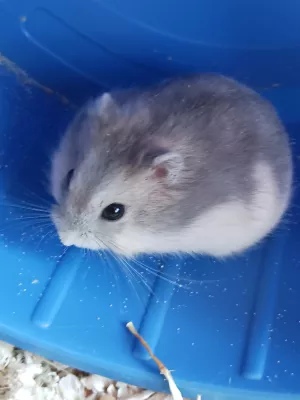 Die Hamster kommen! Bild: Die Hamster kommen!