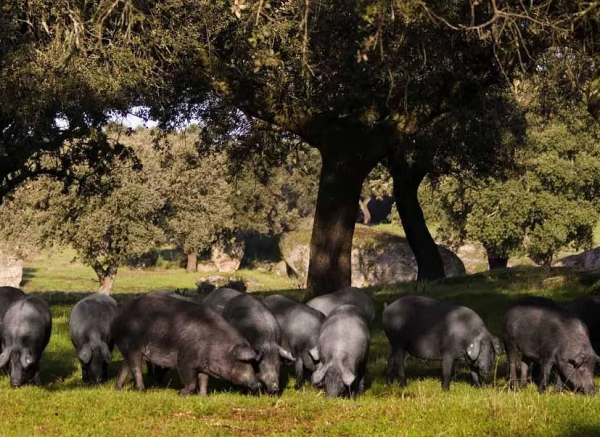 Iberico Schweine suchen in der Dehesa nach Eicheln. Durch sie erhält der Jamón ibérico de bellota sein typisches Aroma.