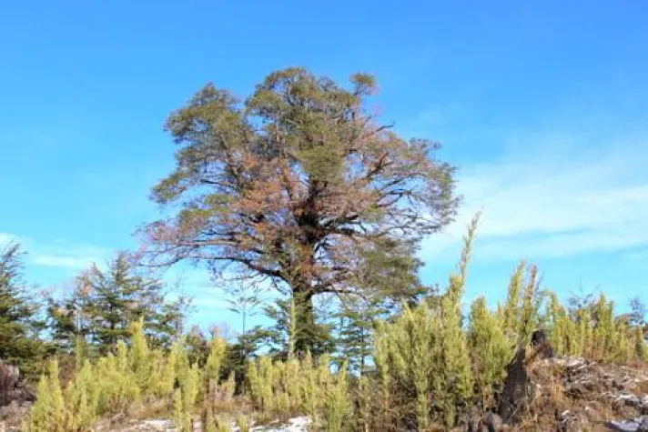 Bild: Change Campo Genossenschaft bringt erste „grüne“ Innovation auf den Markt