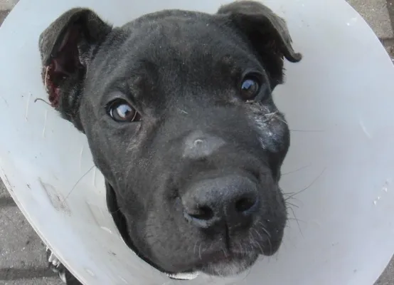 Bild: Vom Veterinäramt angezeigter Tierverstümmler klagt auf Herausgabe „seines“ Hundes