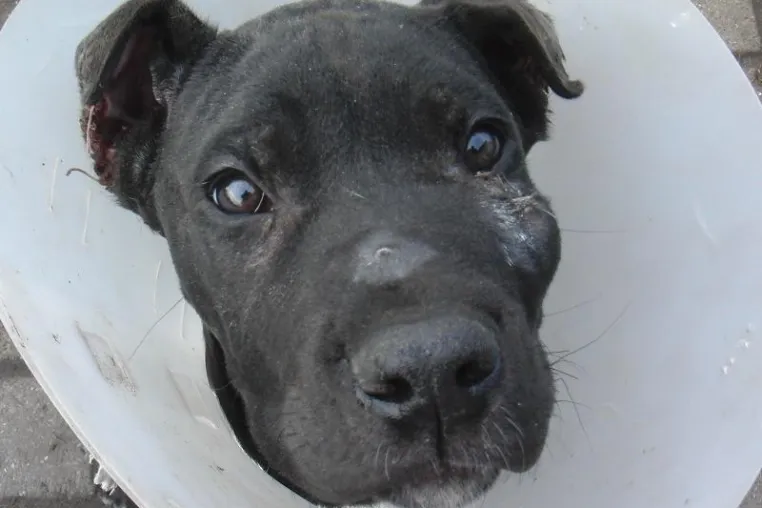 Bild: Vom Veterinäramt angezeigter Tierverstümmler klagt auf Herausgabe „seines“ Hundes