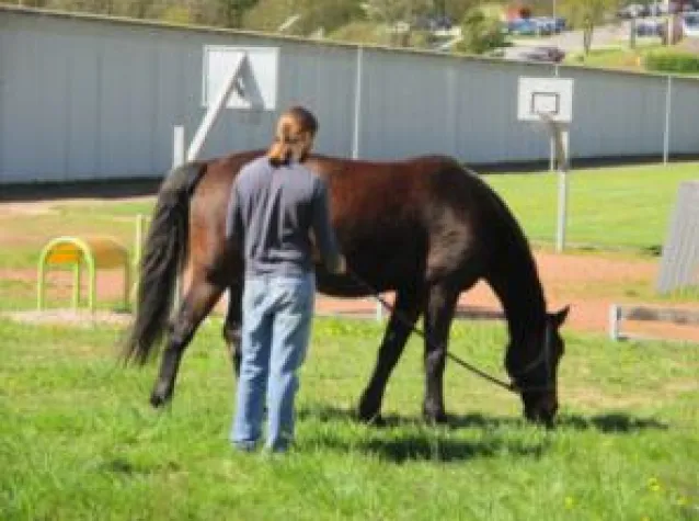 Bild: Ein Pferd im Gefängnis hilft Häftlingen bei Resozialisierung