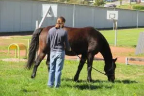 Bild: Ein Pferd im Gefängnis hilft Häftlingen bei Resozialisierung