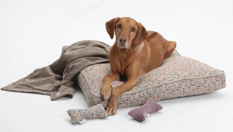 Bild: Luxus & Lifestyle: Das Hundekissen als Highlight in den eigenen vier Wänden