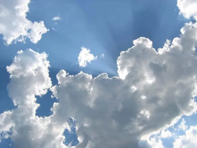 Regenmäntel für Kübelpflanzen Bild: Regenmäntel für Kübelpflanzen