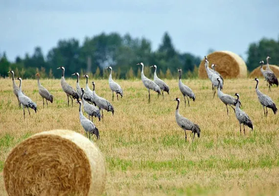 Naturreise: Zum herbstlichen Vogelzug der Kraniche nach Estland Bild: Naturreise: Zum herbstlichen Vogelzug der Kraniche nach Estland