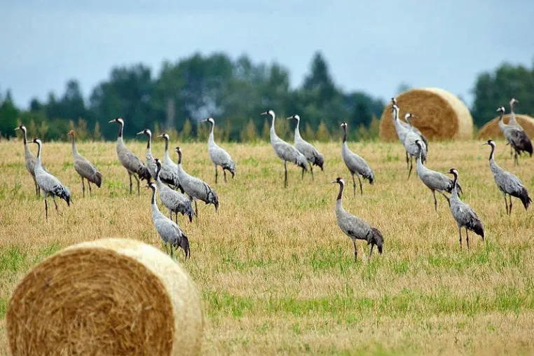 Naturreise: Zum herbstlichen Vogelzug der Kraniche nach Estland Bild: Naturreise: Zum herbstlichen Vogelzug der Kraniche nach Estland