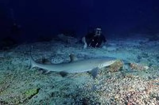 Bild: COOEE OBLU: Top-Tauchspots testen