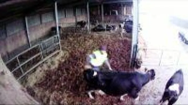 Bild: Deutsches Tierschutzbüro ruft zum Boykott von DMK-Marken Milram, Humana und Alete usw. auf