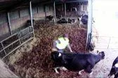 Bild: Deutsches Tierschutzbüro ruft zum Boykott von DMK-Marken Milram, Humana und Alete usw. auf