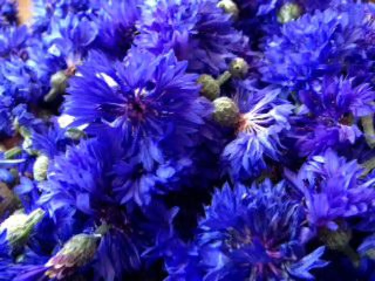 Fotosynthese: Blauer Farbstoff der Kornblumen
