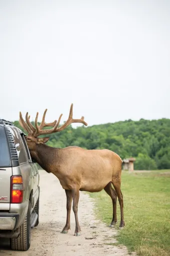 Bild: Die 5 Highlights der Wildtierbeobachtung in Kanada